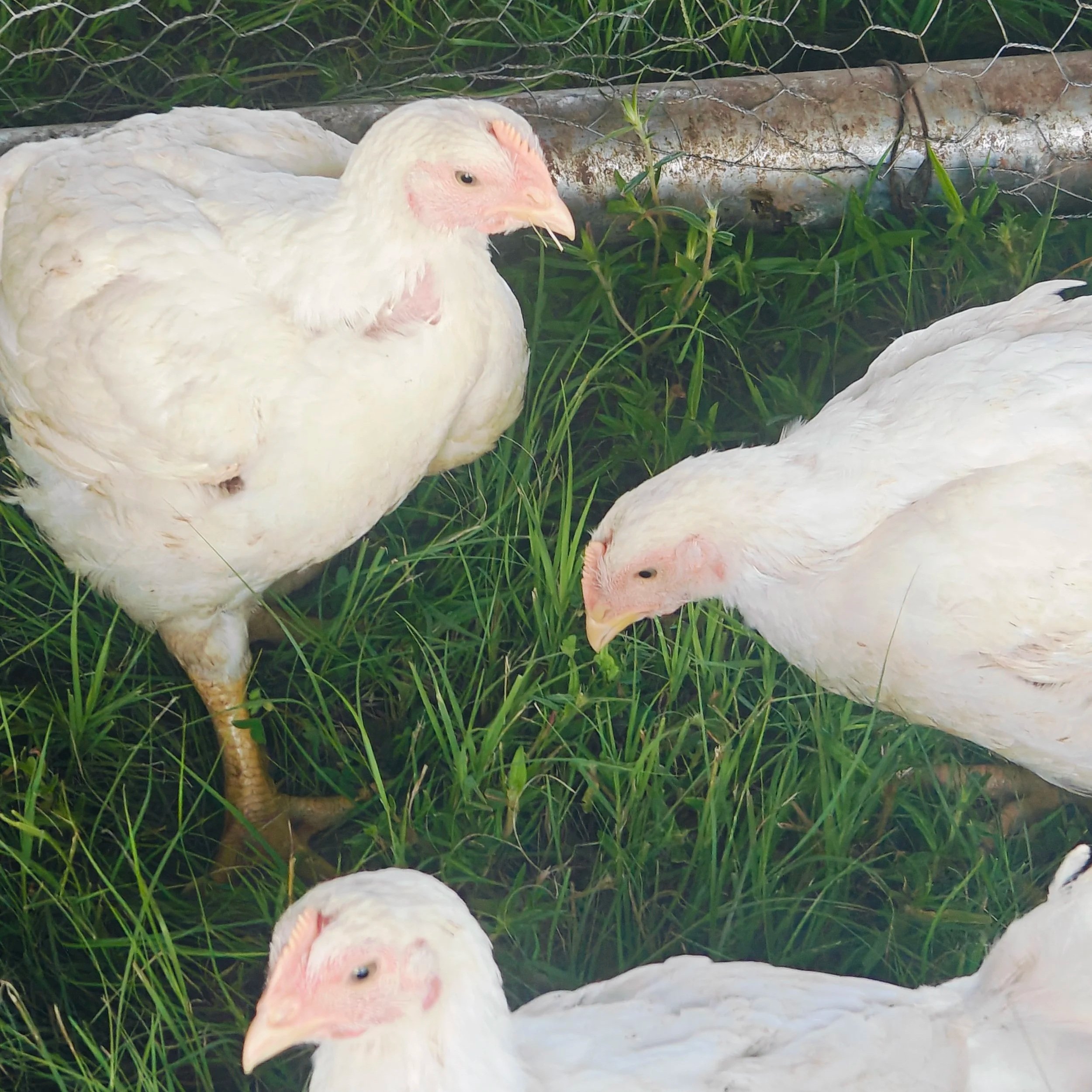 Peter+Williams+-+IMG20250711085518 A group of white chickens foraging in a grassy area, showcasing their healthy plumage and natural behavior in a farm setting.