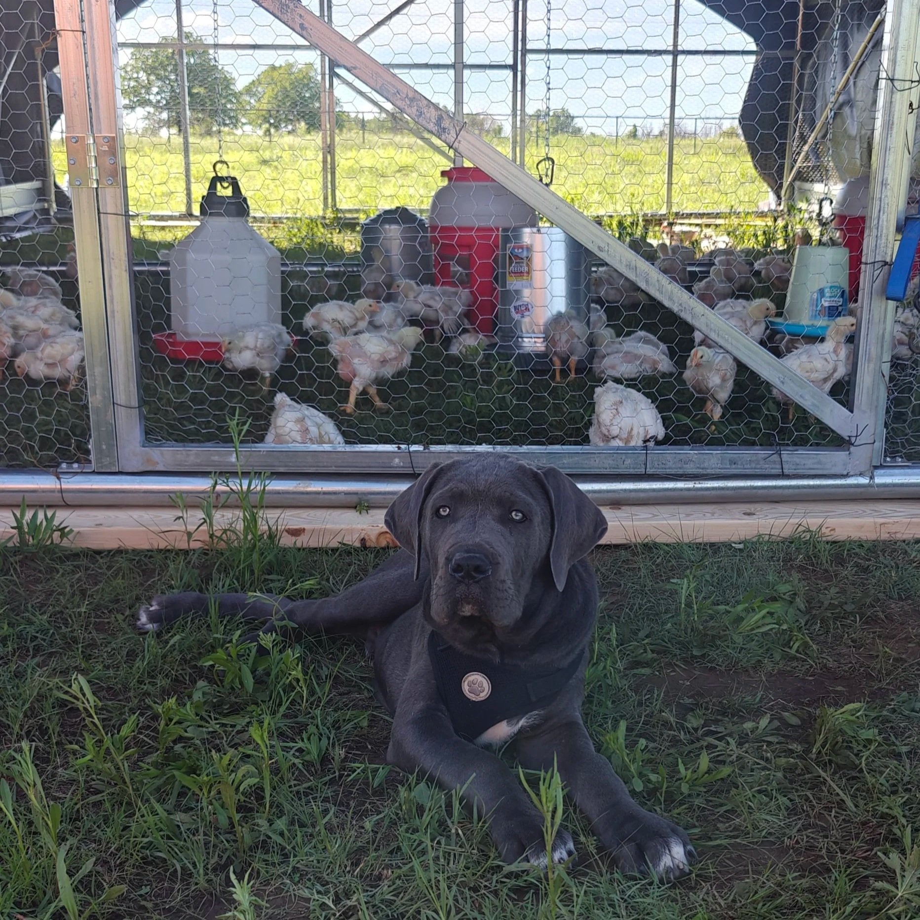 Peter+williams+-+IMG20250501163442 Gray dog lying in grass in front of a chicken coop filled with chicks, showcasing a rural farming setting with a sunny sky.